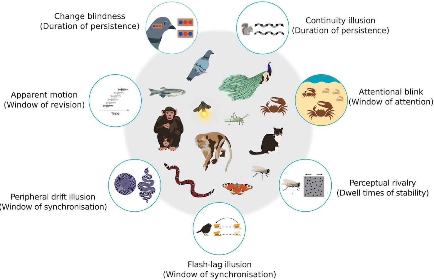Аспекты восприятия времени и возможные иллюзии для проверки / © Ishan Singhal et al./Trends in Cognitive Sciences (2026)