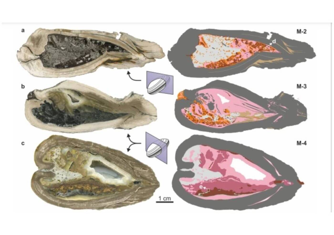 Моллюск Margaritifera valdensis в разрезе / © Scientific Reports