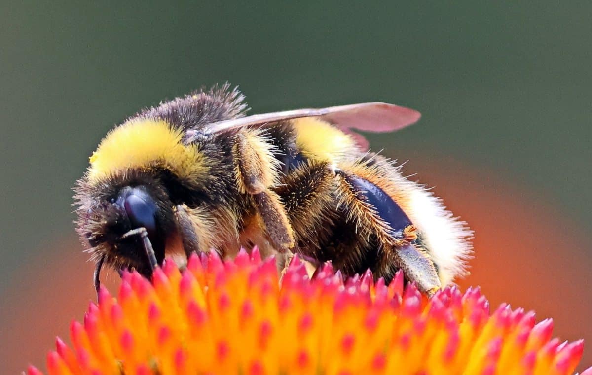 Земляной шмель Bombus terrestris / © carlosmanuelrodrigues / iNaturalist