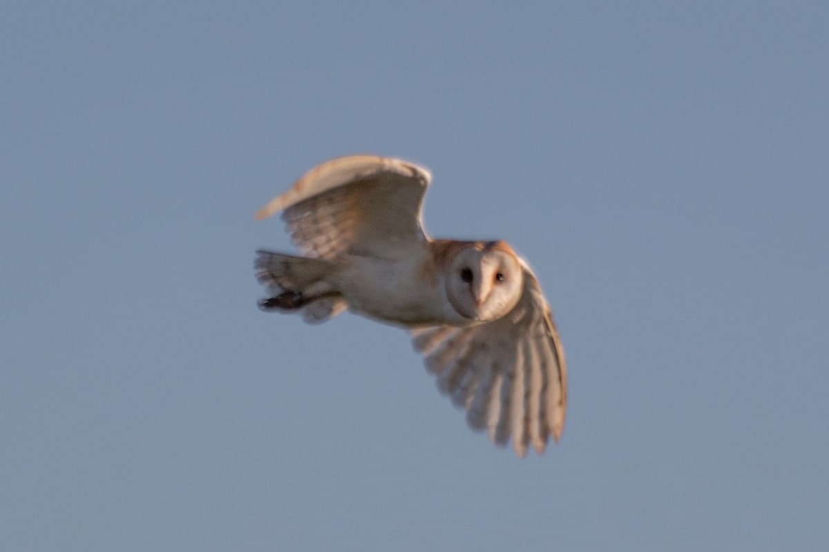Обыкновенная сипуха Tyto alba / © phillip-a / iNaturalist