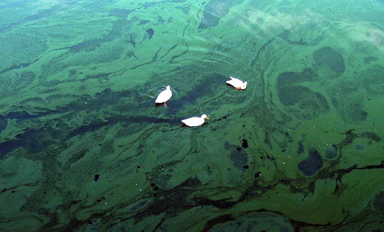 Утки в цветущей воде / © Lamiot, CC BY-SA 3.0