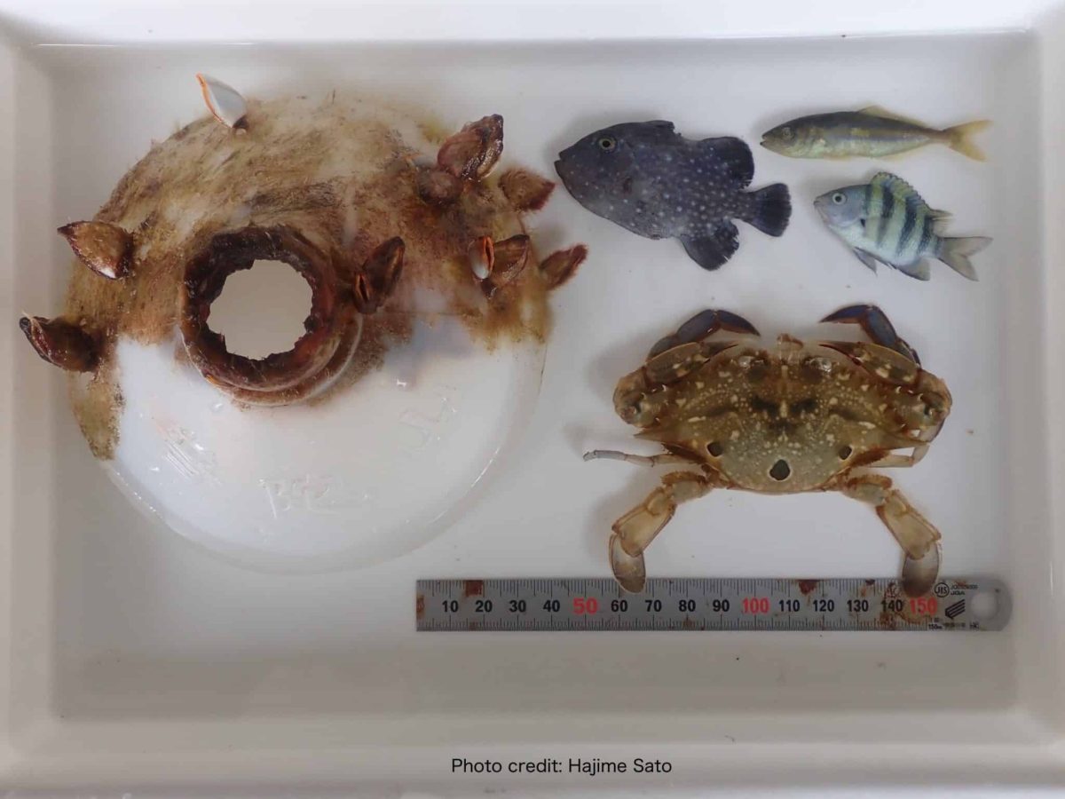 Бутылка, краб и рыбная молодь /©Hajime Sato / Hiroshima University