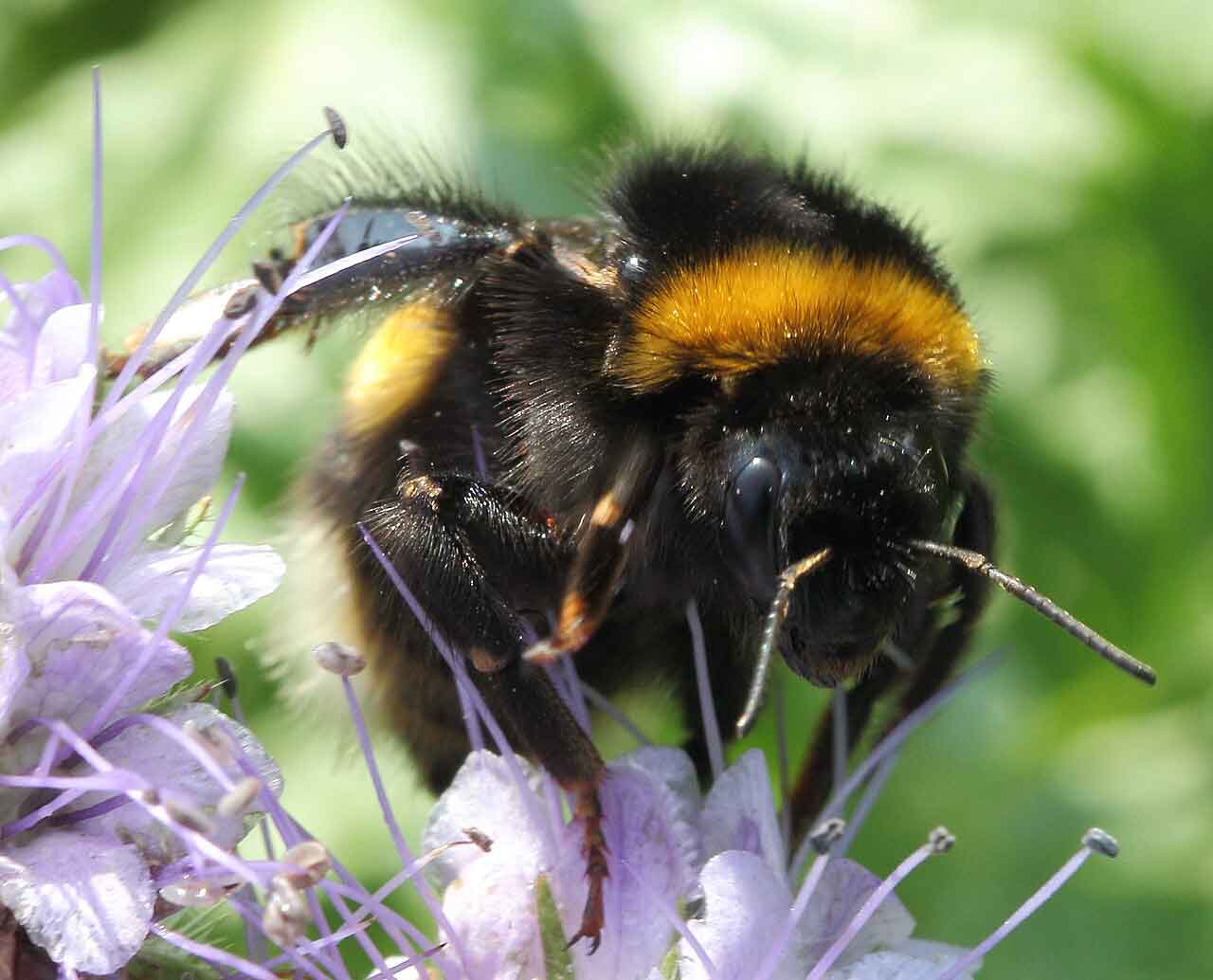 Шмели вида Bombus terrestris обитают в Западной Европе, на юге Урала, в Западной Сибири, Передней и Средней Азии, а также н северо-западе Африки / © Wikimedia, Holger Casselmann