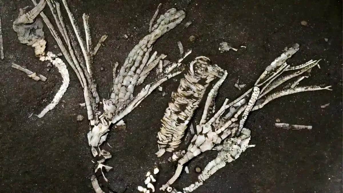 Окаменелость Dendrocrinus simcoensis / © Selina R. Cole en al, Royal Society Open Science, 2026