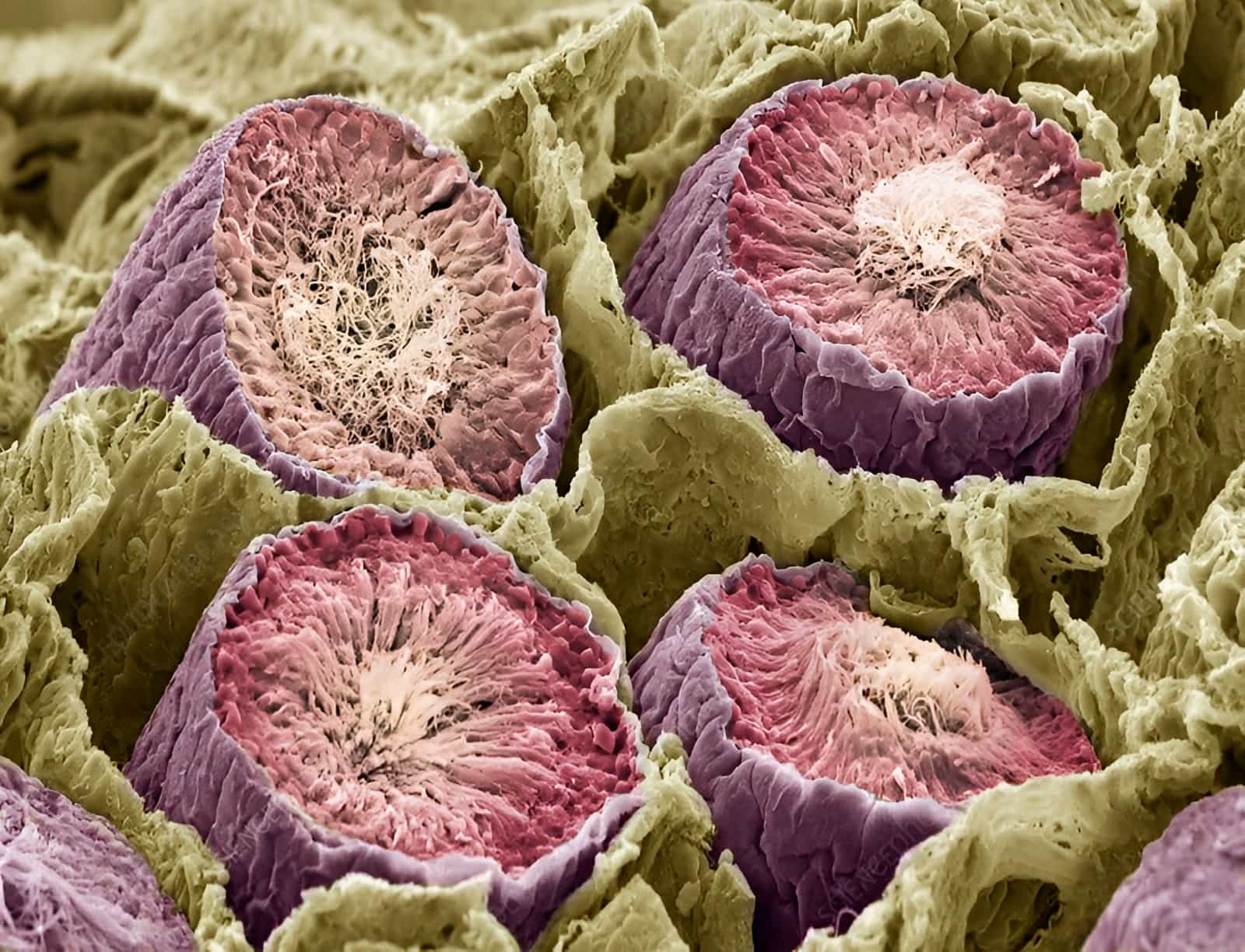 Формирующиеся сперматозоиды / © Steve Gschmeissner, Science Photo Library