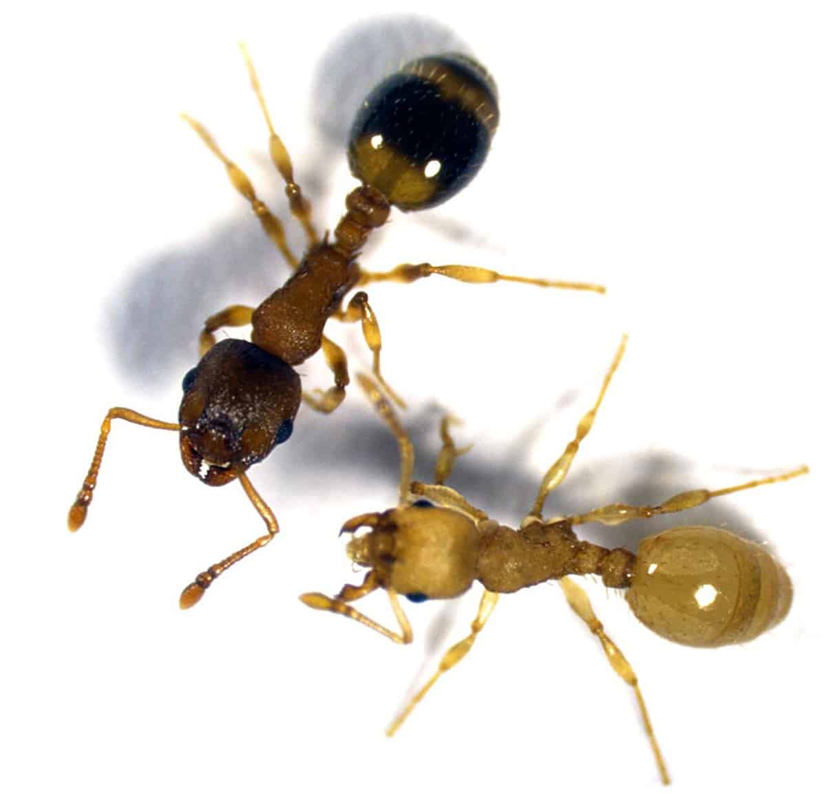 Муравей Temnothorax nylanderi зараженный ленточным червем (желтая особь) / © Susanne Foitzik / phys.org