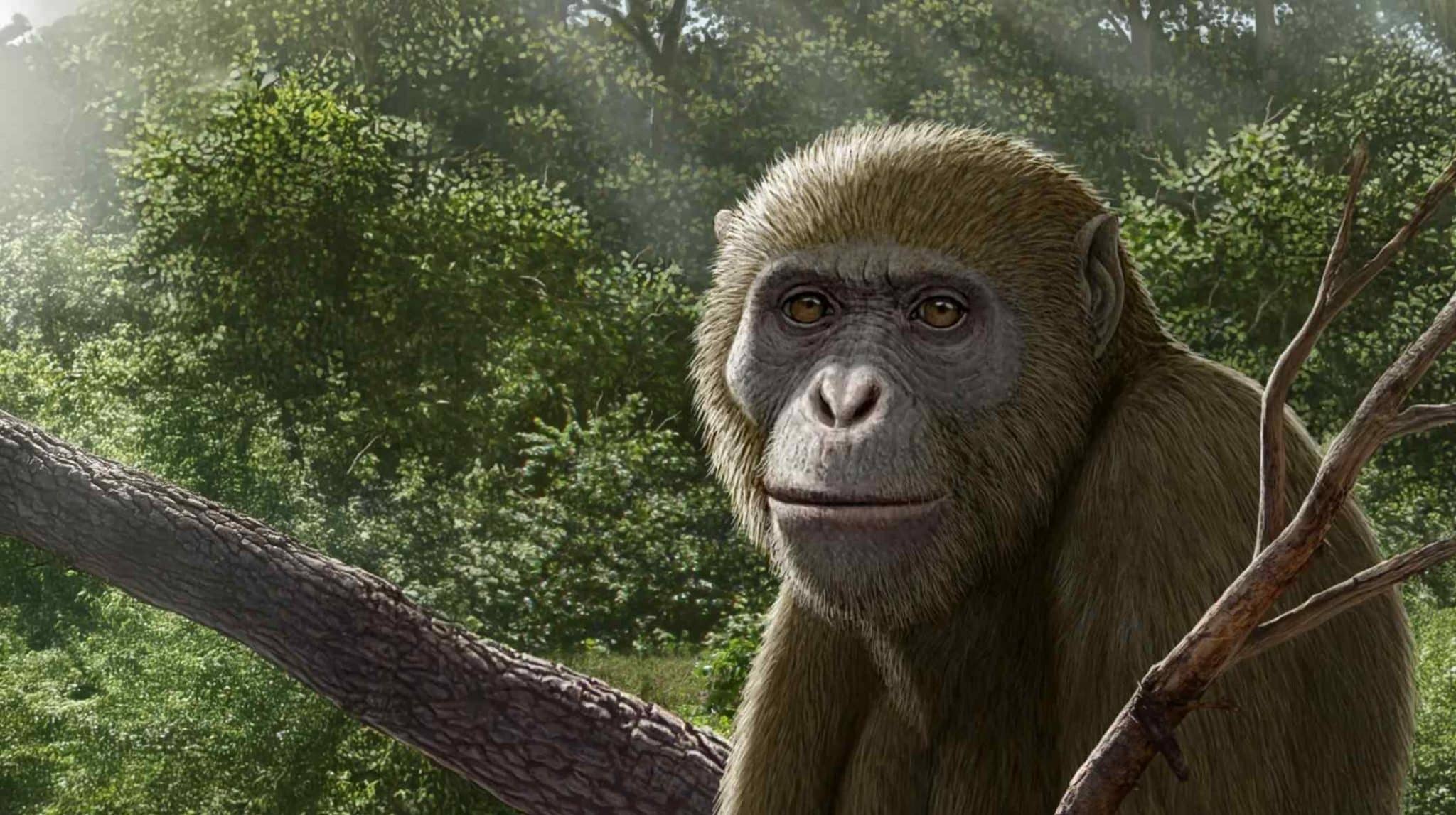 Художественная реконструкция Masripithecus moghraensis — древнего примата, жившего около 17–18 миллионов лет назад / © Mauricio Anton, Professor Hesham Sallam