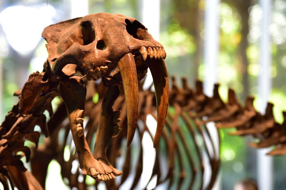 Череп саблезубой кошки Smilodon fatalis из музея ранчо Ла-Бреа / © Ian Abbott / flickr