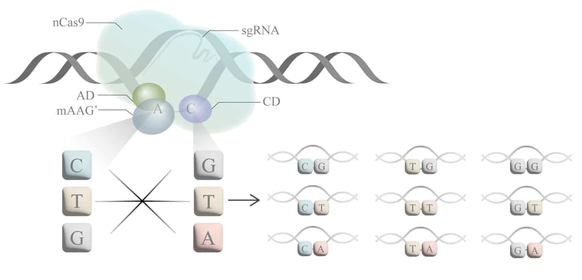 Схема устройства и работы комплекса smACGs / © Mengjia Hong et al., Nature Communications, 2026