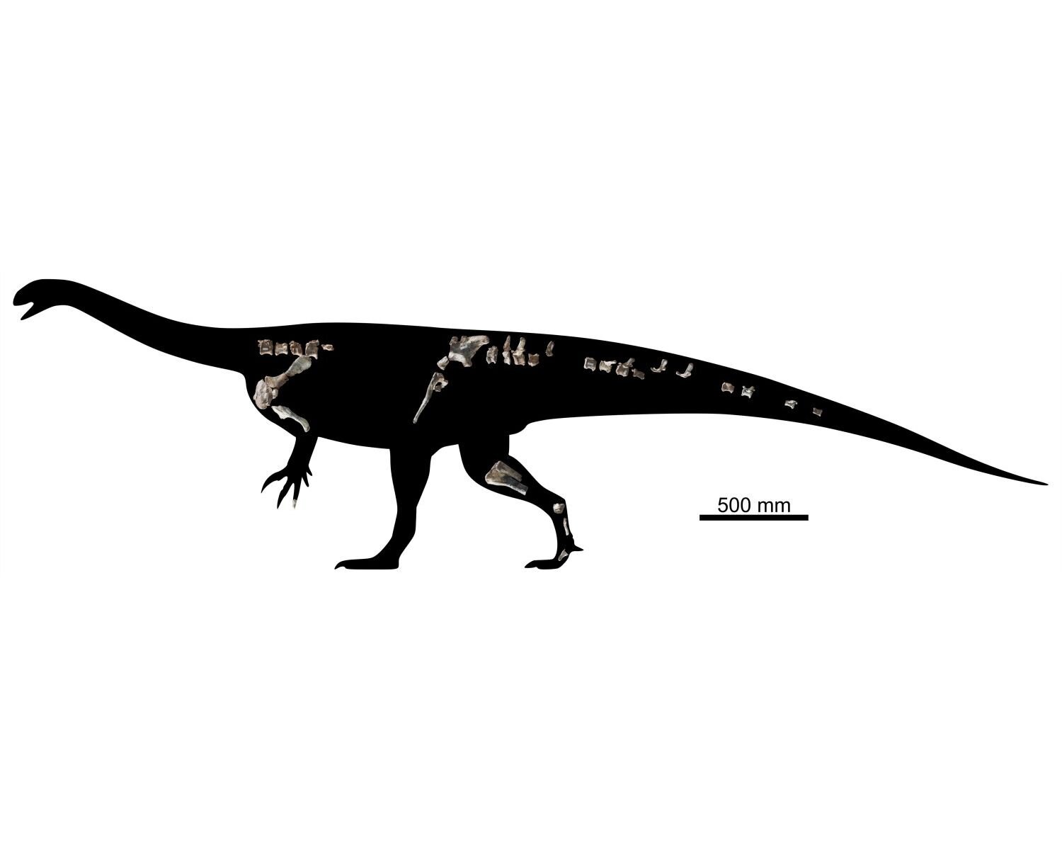 Сохранившиеся элементы скелета Musango matusadonaensis / © Paul Barrett