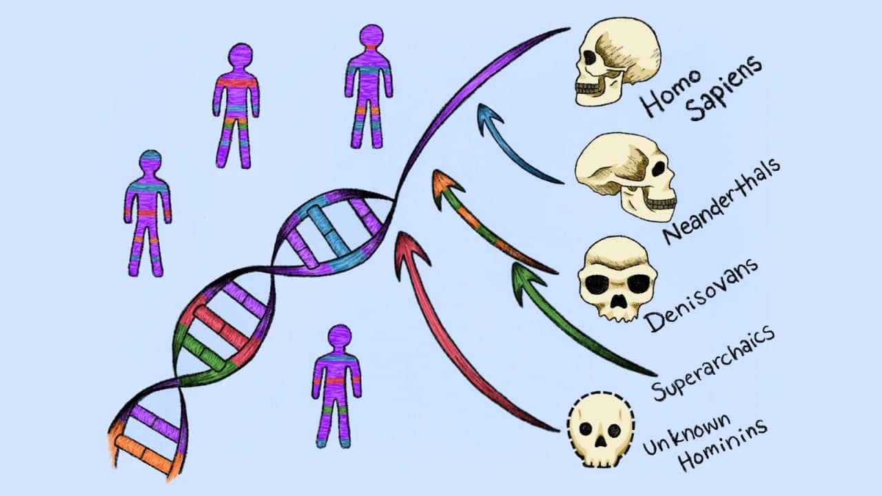 Примерная схема смешения генов при межвидовом скрещивании между Homo sapiens и другими Homo / © Meaghan Marohn, meaghanmarohn.wordpress.com