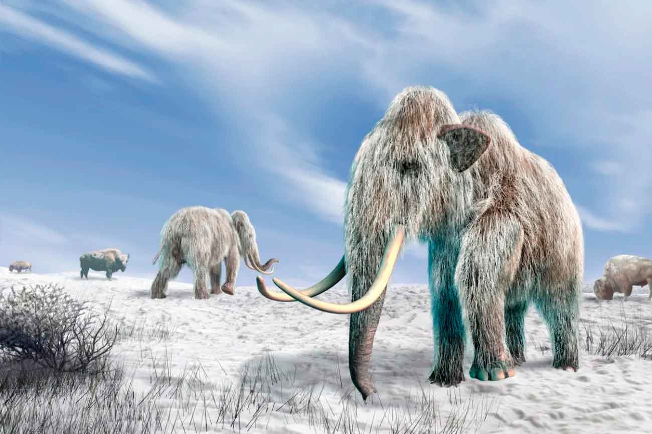 Шерстистые мамонты в представлении художника / © SCIENCE PHOTO LIBRARY, LEONELLO CALVETTI