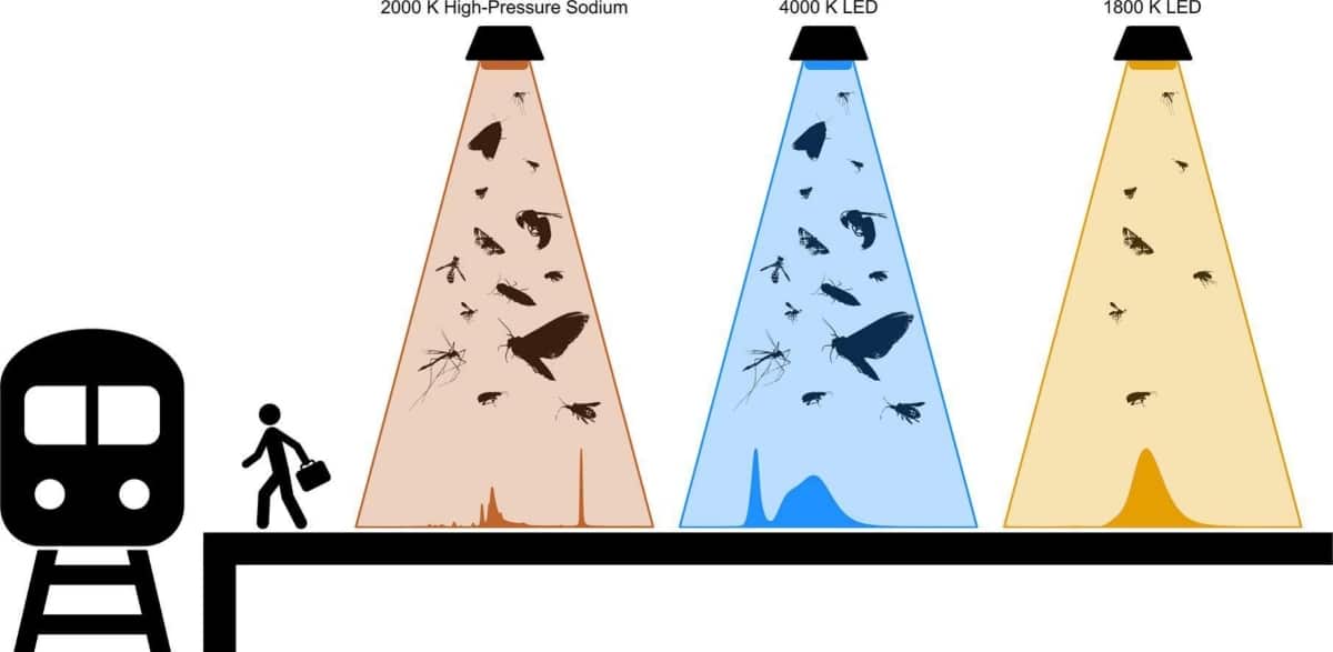 Иллюстрация из статьи, показывающая эффект от разных ламп / © Carmen Ludreschl et al., Biological Conservation, 2026