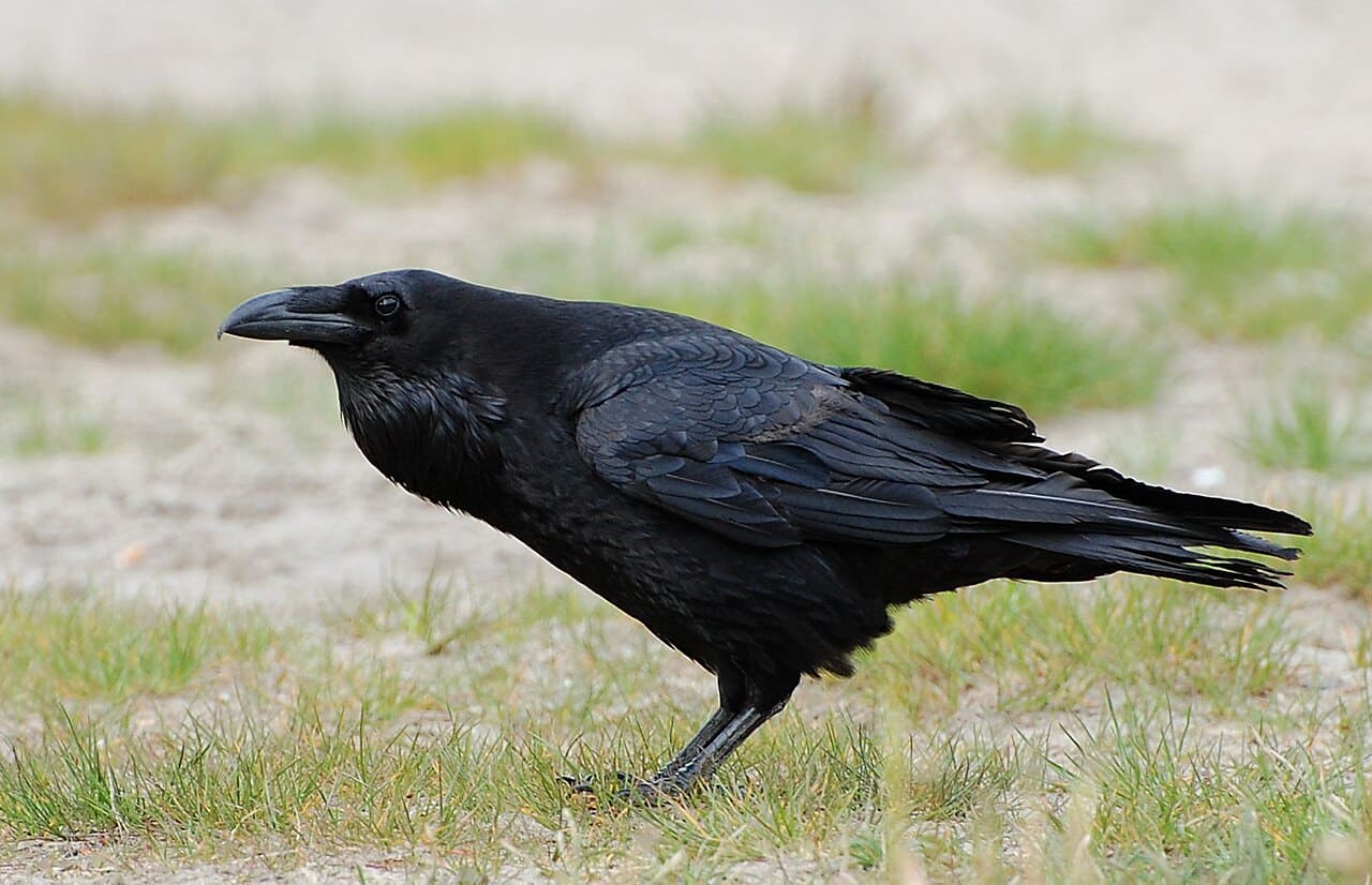 Ворон вида Corvus corax, ставший объектом исследования / © R. Altenkamp