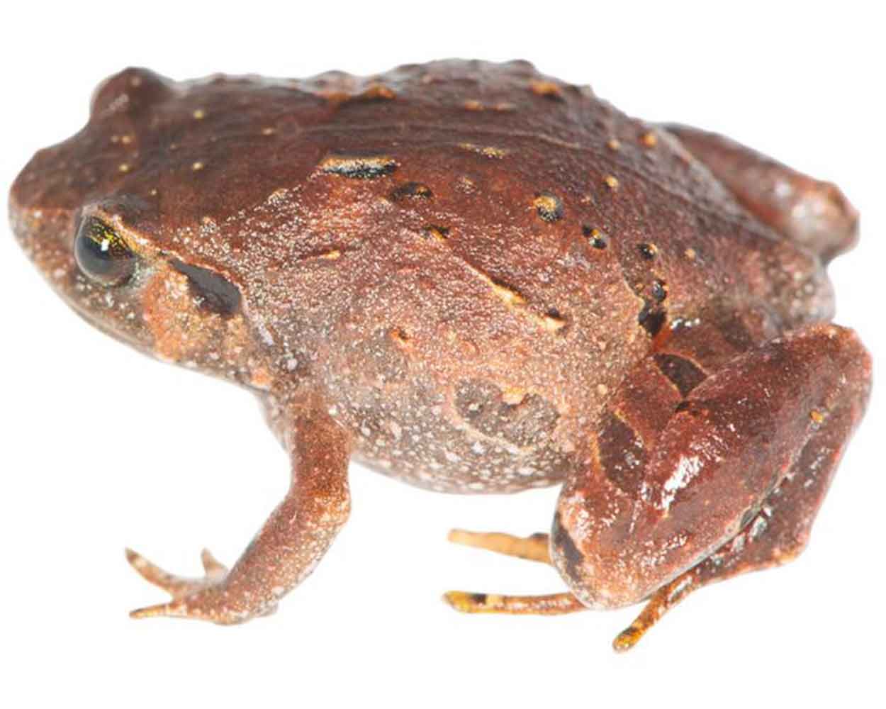 Rhombophryne mavokely — один из недавно описанных видов алмазных лягушек с Мадагаскара / © Natural History Museum Denmark, Mark D. Scherz