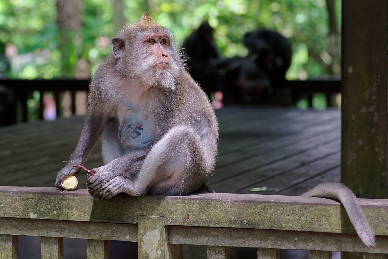 Macaca fascicularis на Бали / © Jakub Hałun