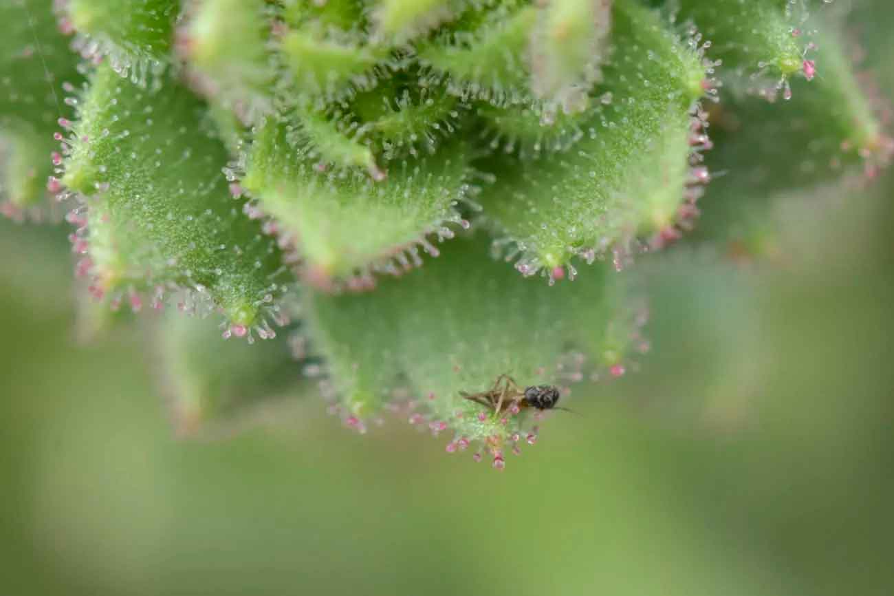 Липкие железистые волоски камнеломки Saxifraga candelabrum / © Xin-Jian Zhang