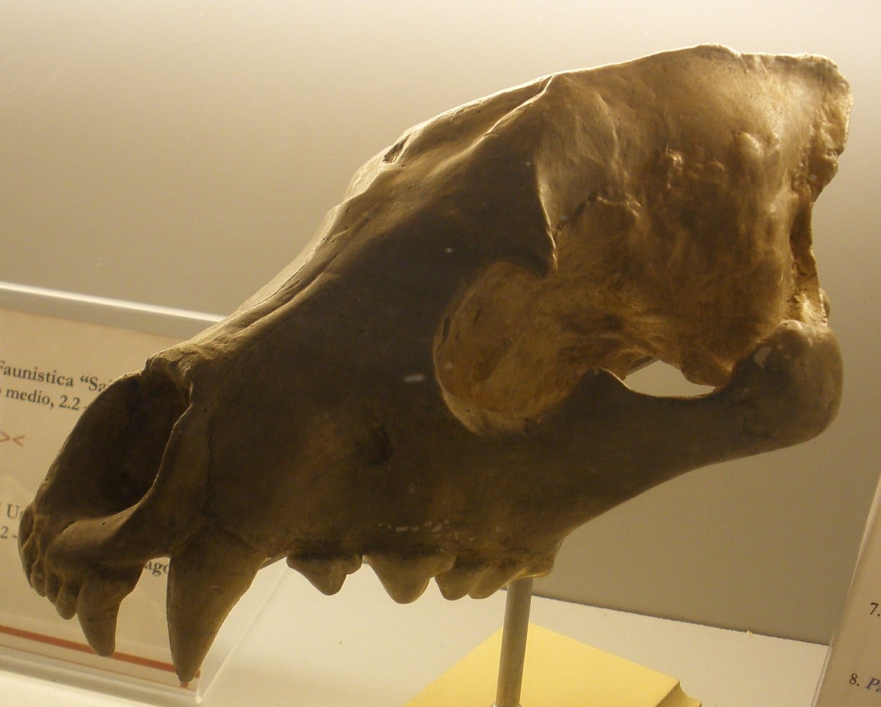 Череп гиены Pliocrocuta в Палеонтологическом музее во Флоренции (Италия) / © Wikimedia Commons