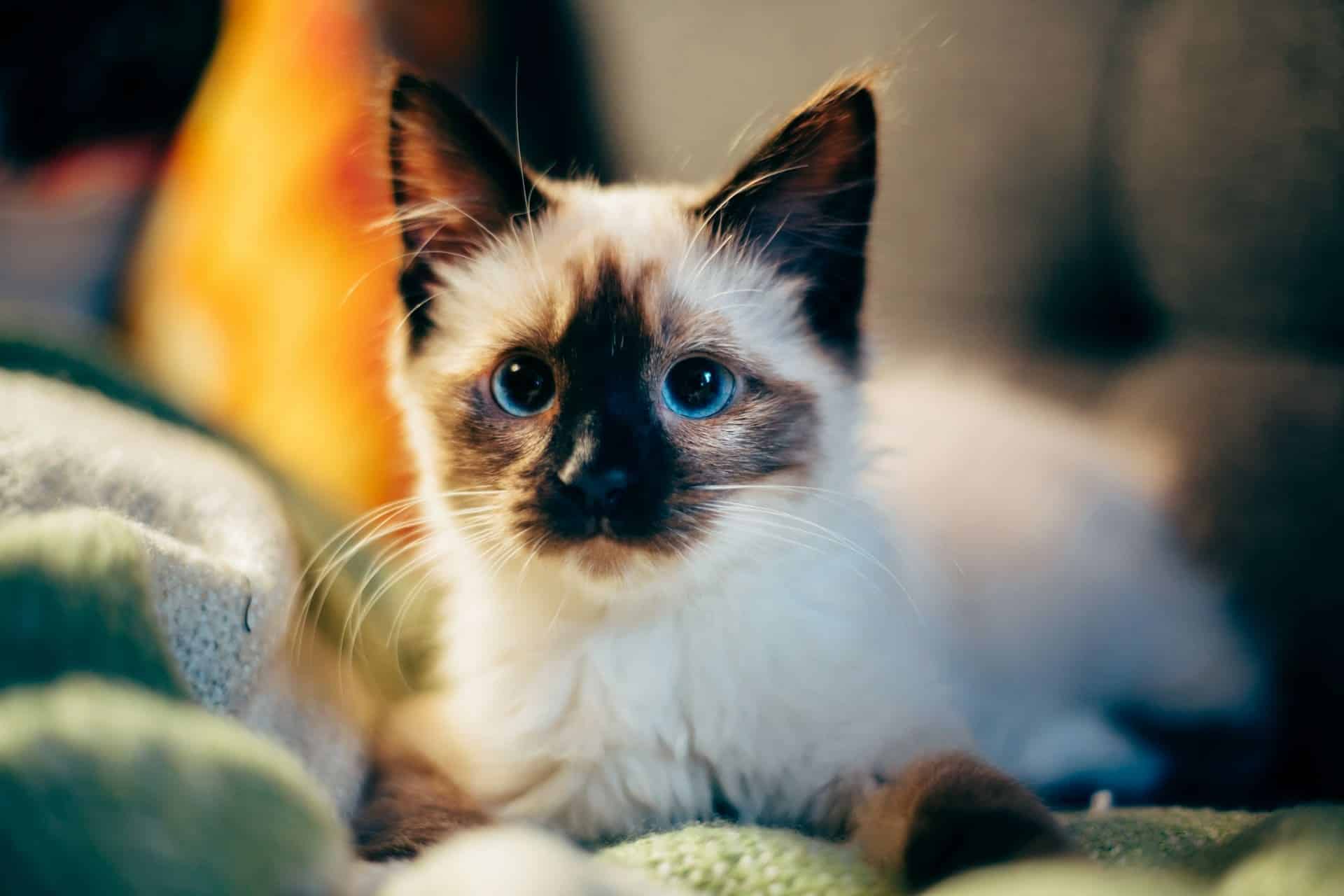© Nirzar Pangarkar, unsplash.com