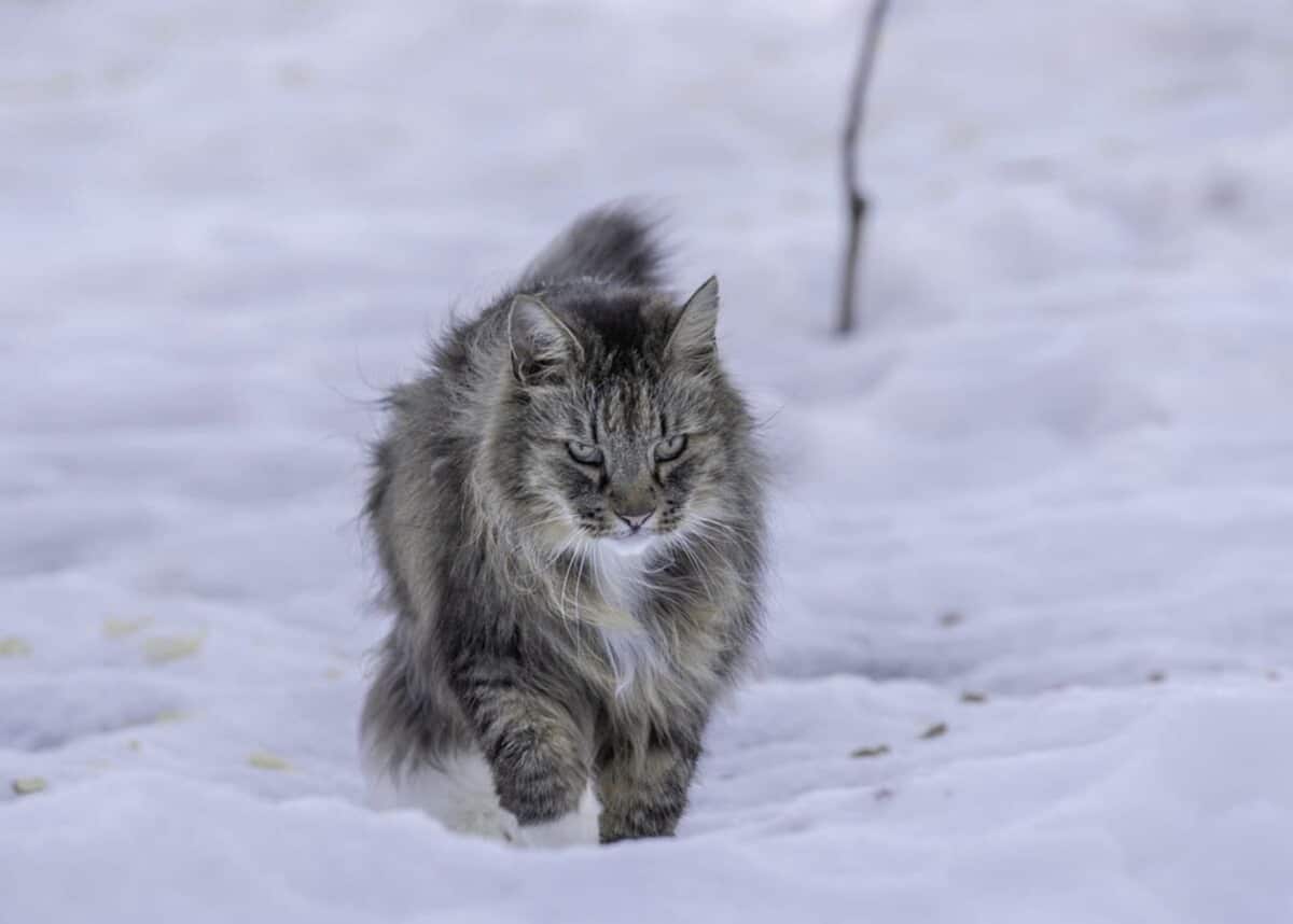 / © Nické Eriksson