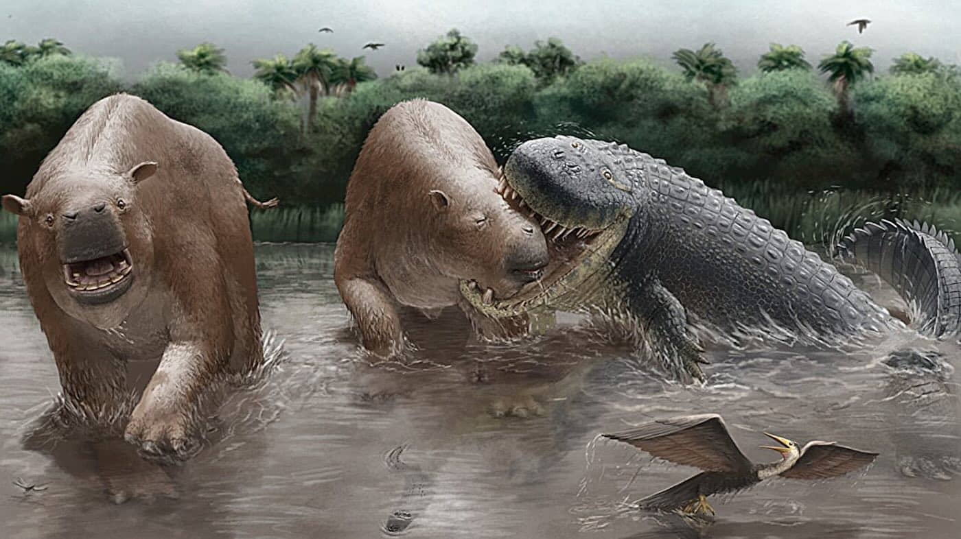 Реконструкция нападения гигантского крокодила Purussaurus neivensis на Pericotoxodon platignathus / © Miguel Hernandez