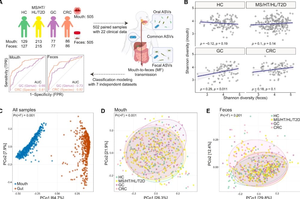 Характеристика микробиома полости рта и образцов кала / © Lae-Guen Jang et al., Cell Host & Microbe, 2026