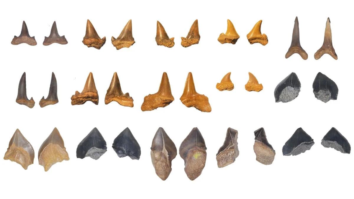 Зубы вымерших акул, найденные на плато Абу-Тартур / © Yassin et al., Cretac. Res., 2026