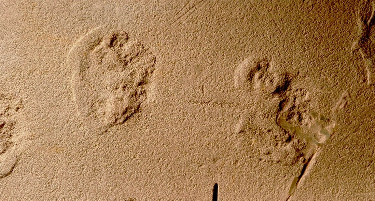 Отпечатки лап неизвестного млекопитающего мелового периода / © Pedro Victor Buck&all, Journal of South American Earth Sciences