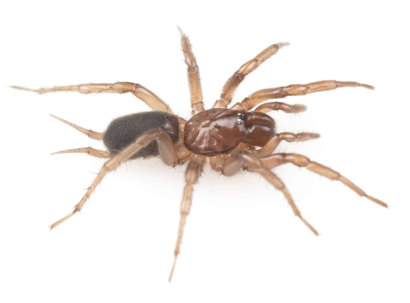 Самка Hexura vandal / © Arnau Calatayud-Mascarell et al., (2026)
