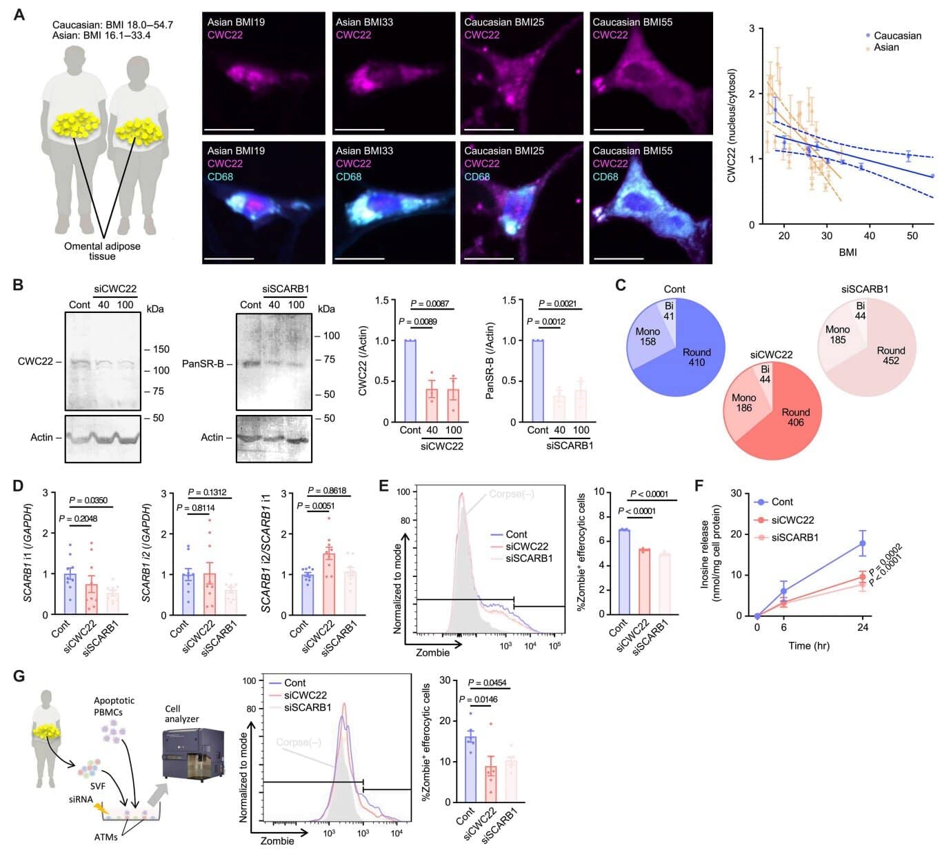 Белок CWC22 влияет на выработку инозина в макрофагах человека / © Science Translational Medicine (2026)