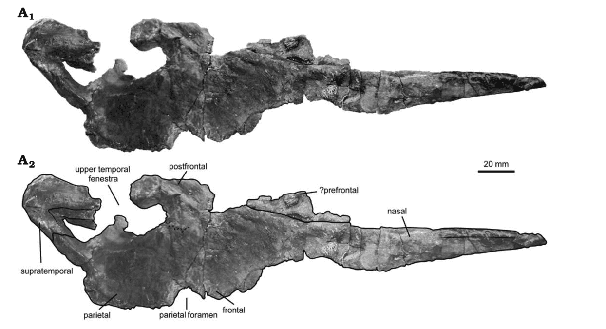 Проекция черепа Ихтиозаврида Ichthyosaurus anningae, найденного в Испании / © Acta Palaeontologica Polonica